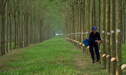 Bảo hiểm cây cao su